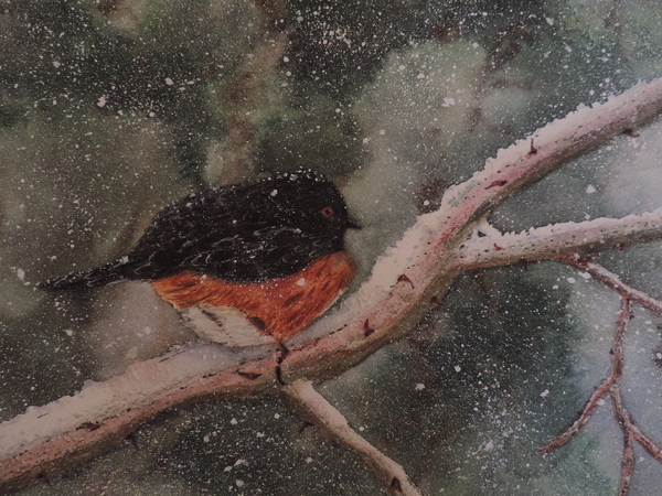 Towhee Winter