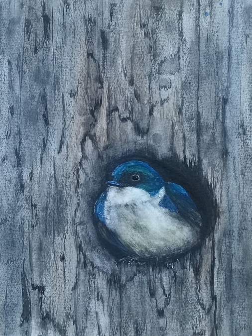 Tree Swallow