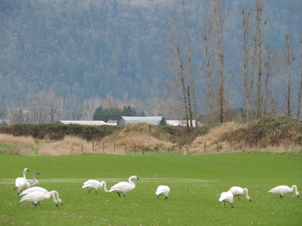 Trumpeter Swans in field