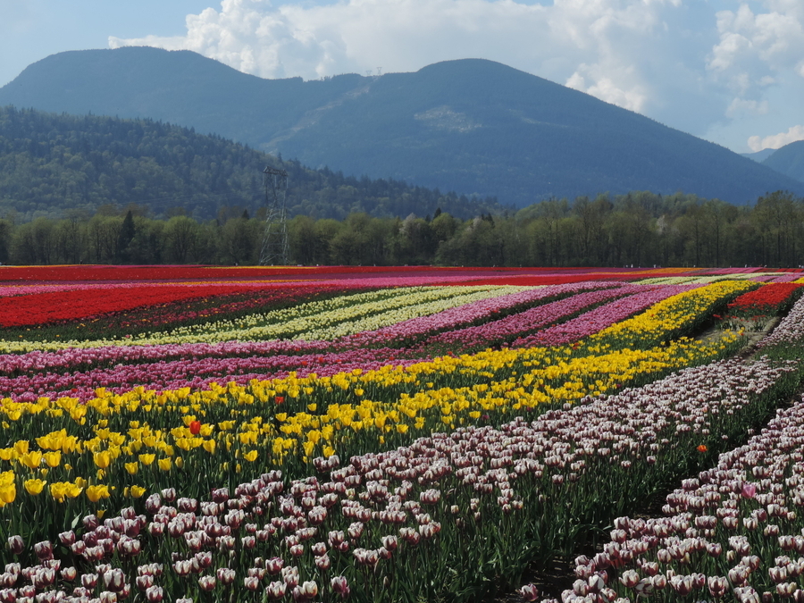 Tulip Fields, Agassiz