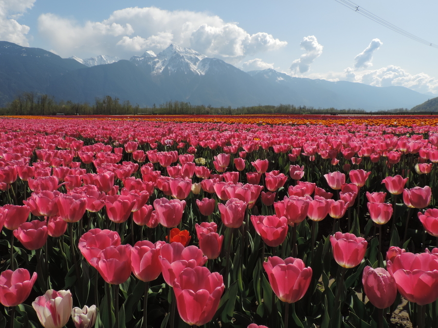 Tulip Fields, Agassiz