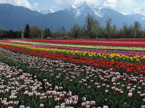 Tulip Fields, Agassiz