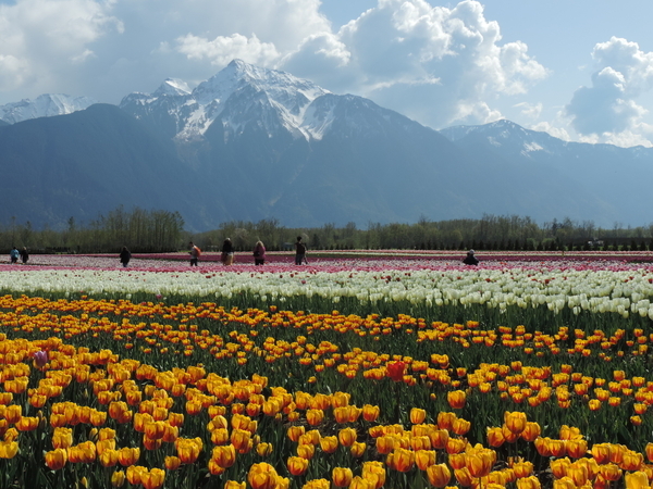 Tulip Fields, Agassiz