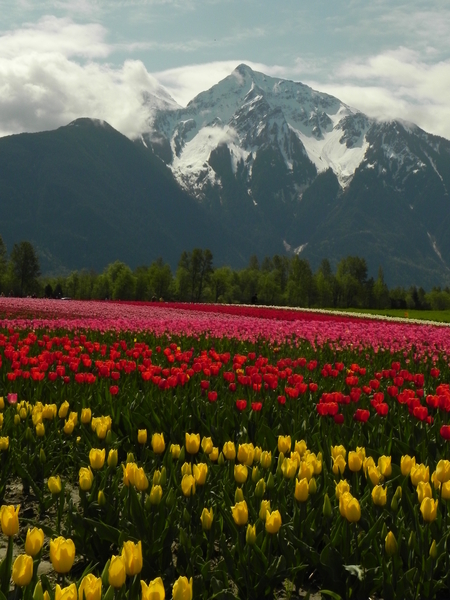 Tulip Fields, Mt Cheam, Agassiz