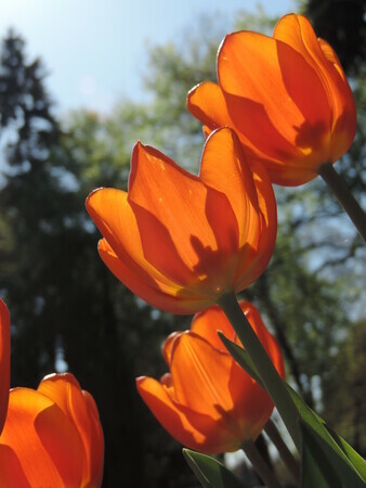 Tulip Sun