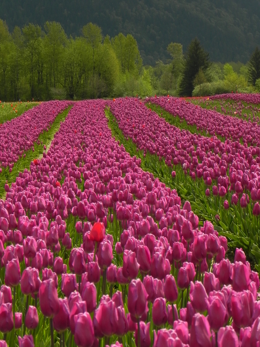 Tulips Fields, Agassiz