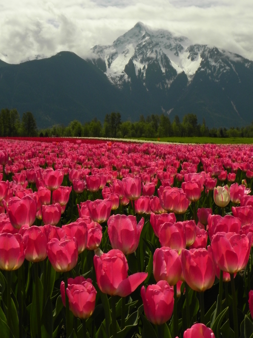 Tulips & Mount Cheam,  Agassiz