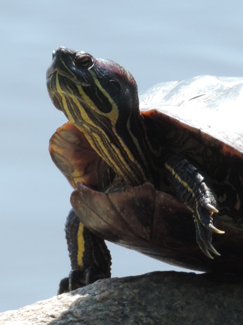 Turtle suntan