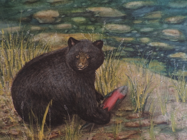 Ucluelet Bear