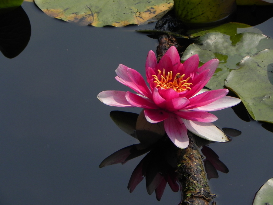 Water Lily on Beaver Lake