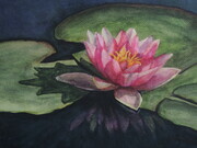 Water Lily Life