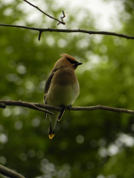 Waxwing Bird