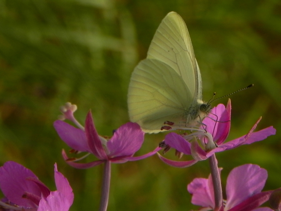 White Butterfly