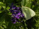 White Cabbage Butterfly