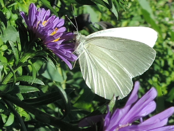 White on Purple