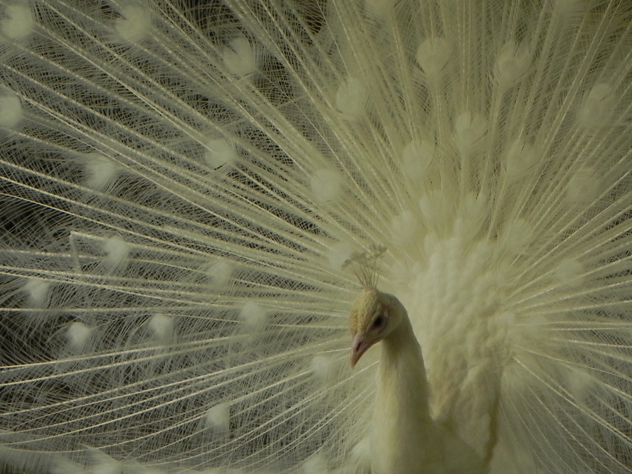 White Peacock