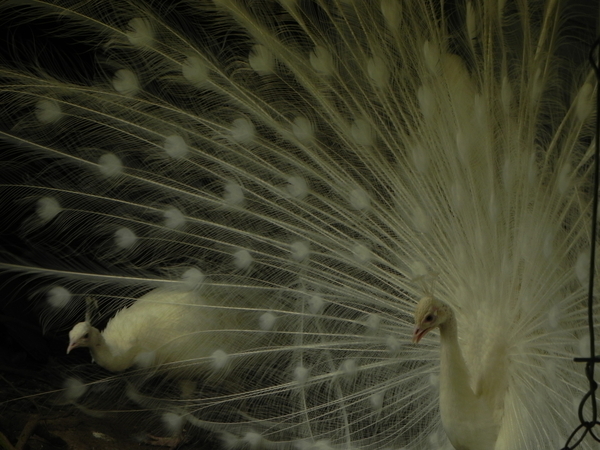 White Peacock Pair