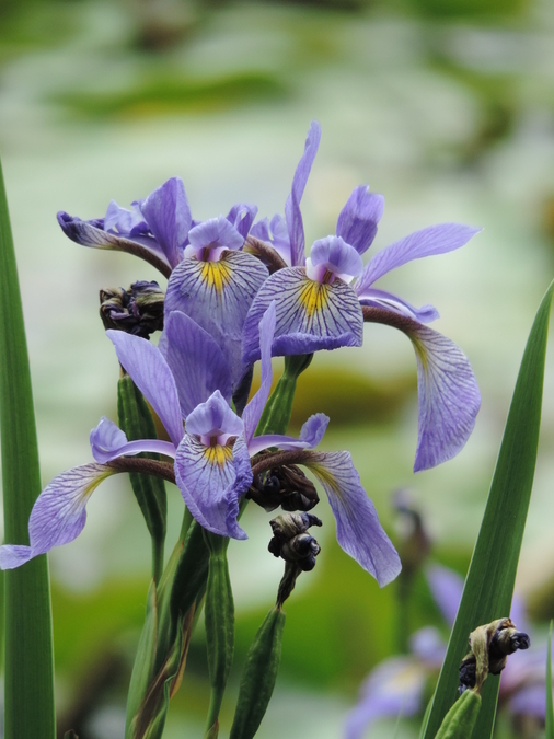 Wild Purple Iris