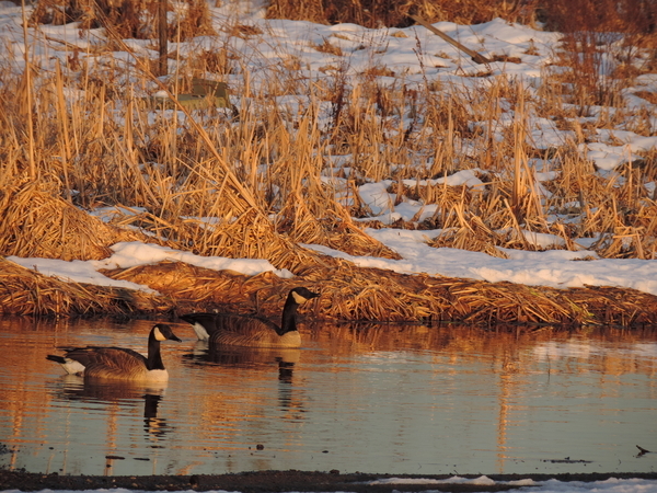 Winter Geese