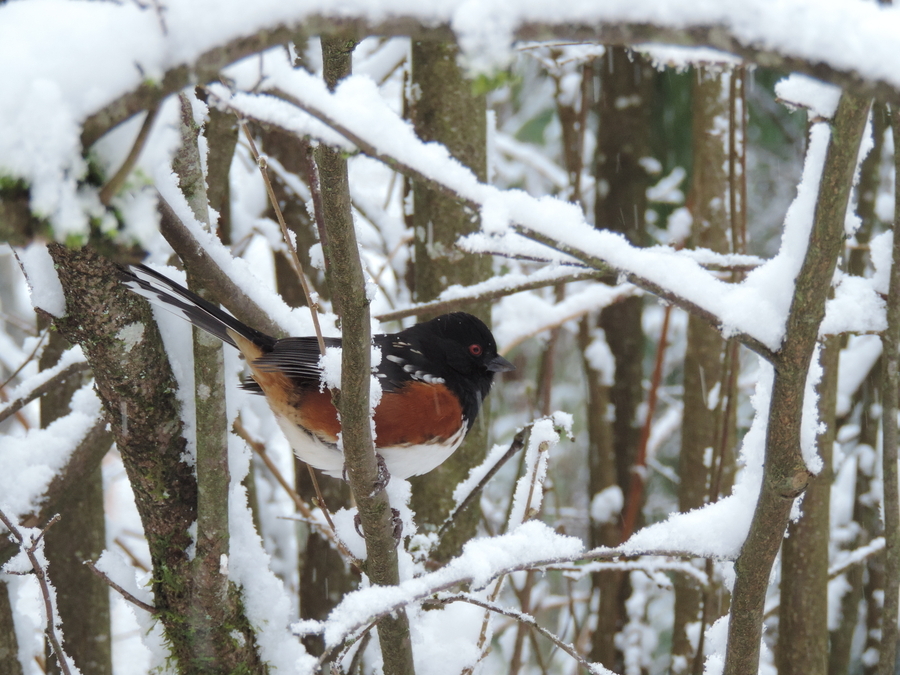 Winter Towhee