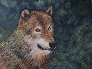 Wolf Stare