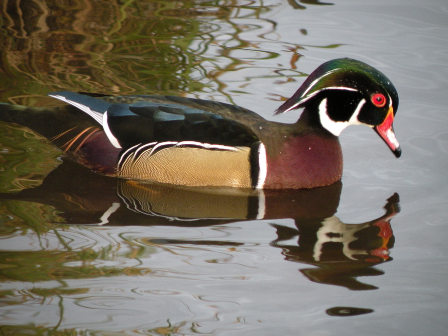 Wood Duck