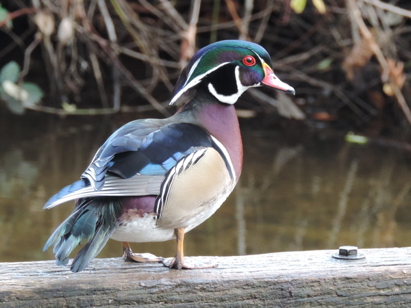 Woodduck Colors