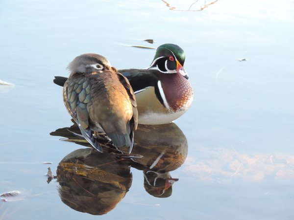 Woodduck  Pair