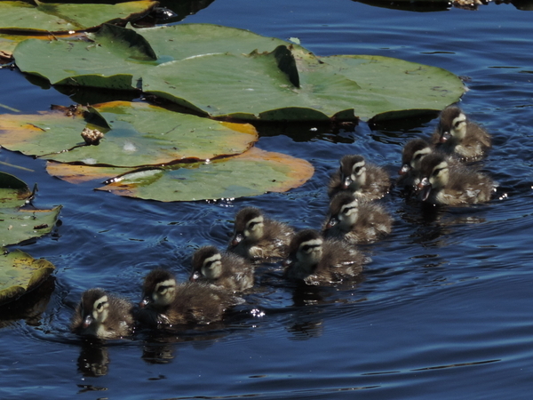 Wooduck Ducklings