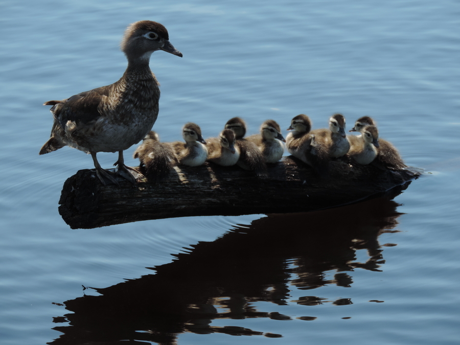 Wooducks and babies