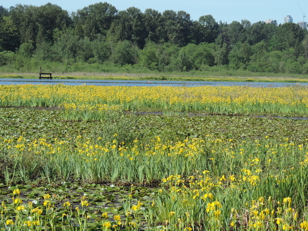 Yellow flag Iris's