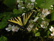 Yellow Swallowtail on Blackberry Blossoms