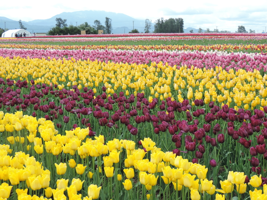 Abbotsford April Tulip Festival 2016