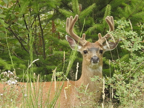 Young Buck