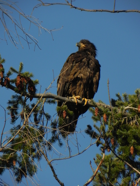 Young Eagle,  Delta, B.C.