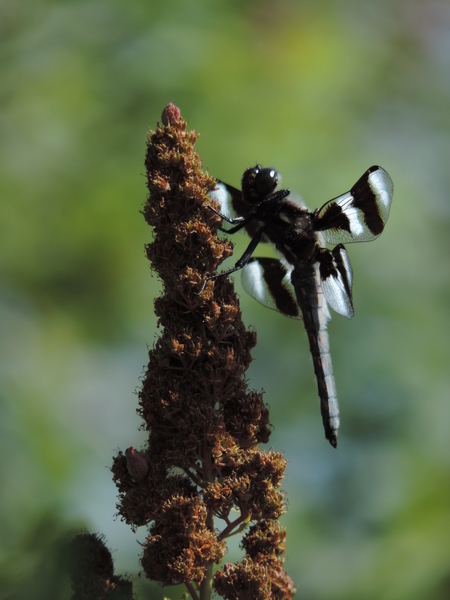 Zebra Dragonfly